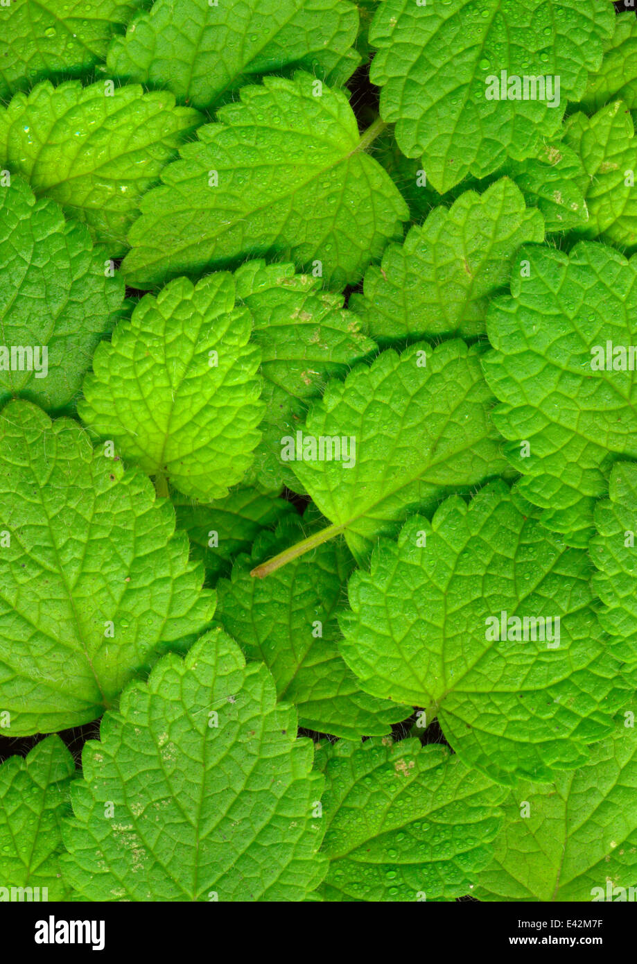 Close up di foglie di menta Foto Stock