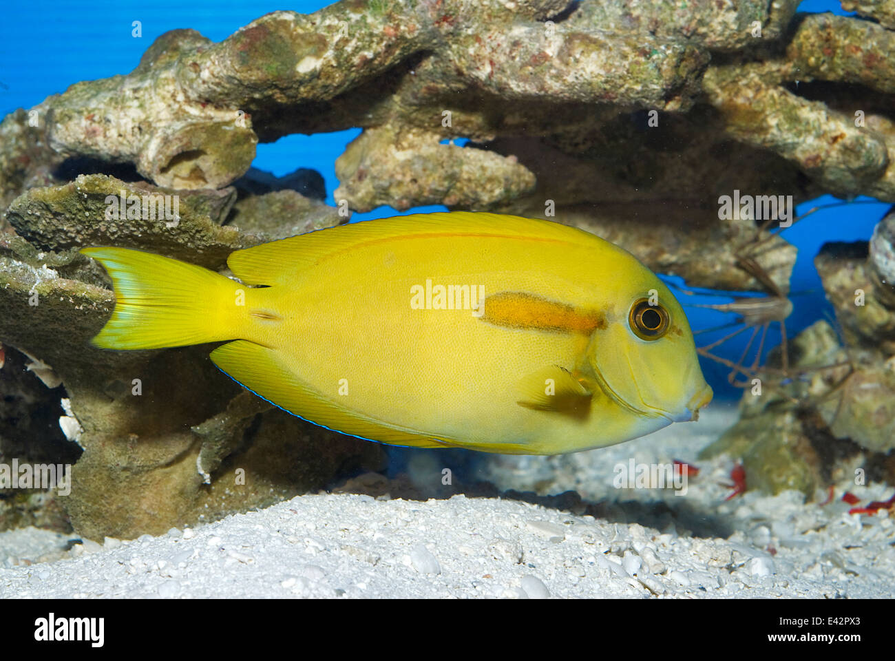 Fascia arancione Surgeonfis Acanthurus olivaceus, Acanthuridae, Indo-pacifico Foto Stock