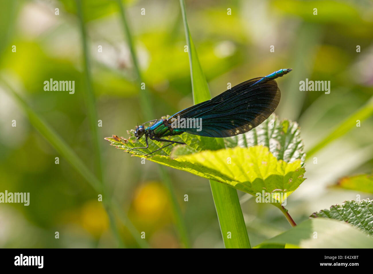 Libellula blu si siede sul pettine vicino ad un ruscello area natura nell'Eifel, Germania Foto Stock