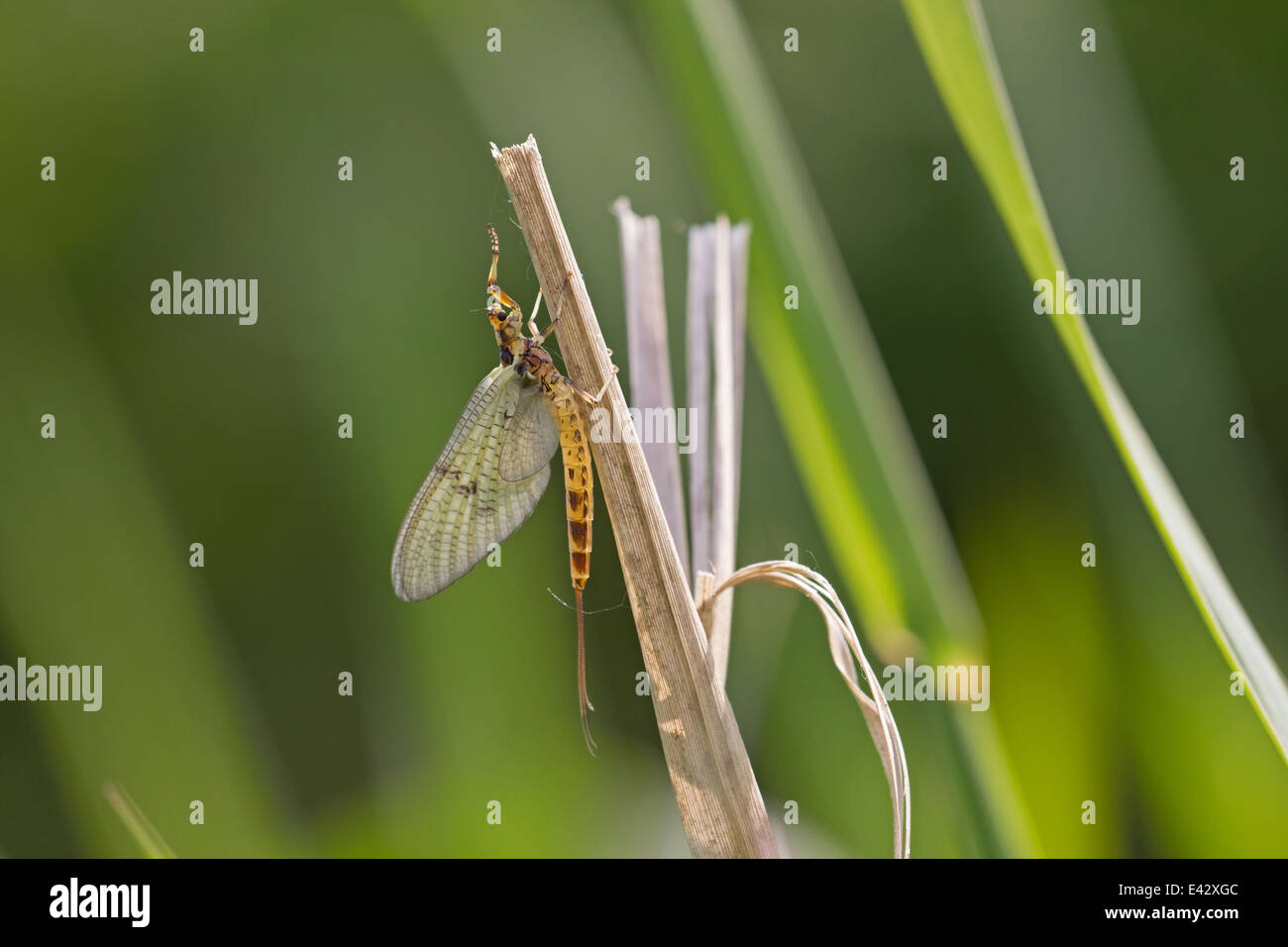 Mayfly siede sul pettine vicino ad un ruscello area natura nell'Eifel, Germania Foto Stock