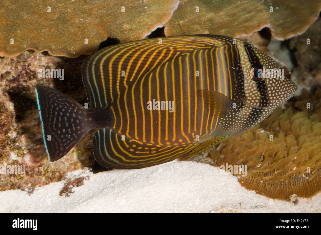 Desjardin del Tag Sailfin Zebrasoma desjardinii, Acanthuridae, Indo-pacifico Ocean Foto Stock