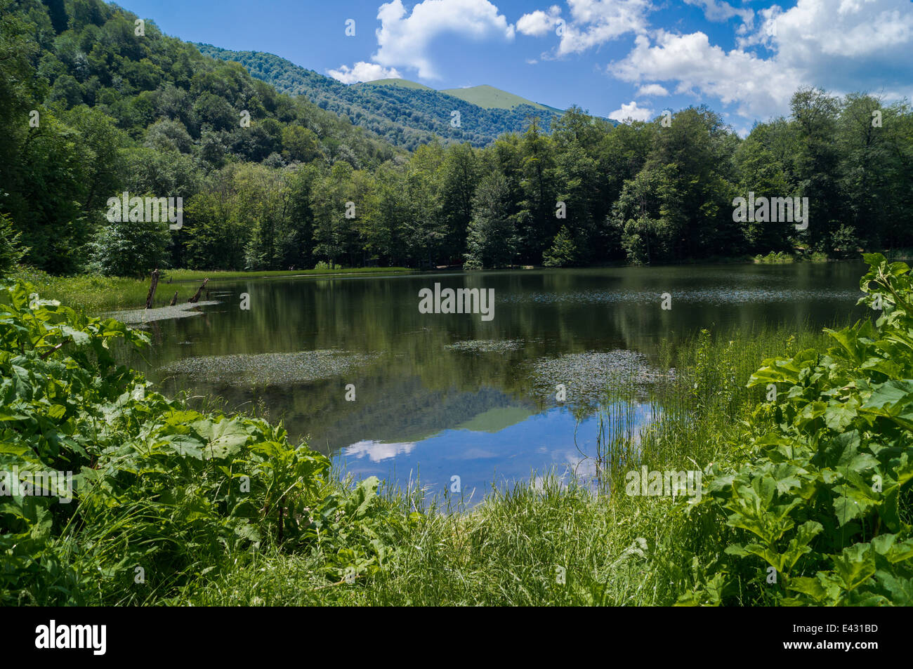 Vista nella foresta paesaggio del lago nel giorno di estate Foto Stock