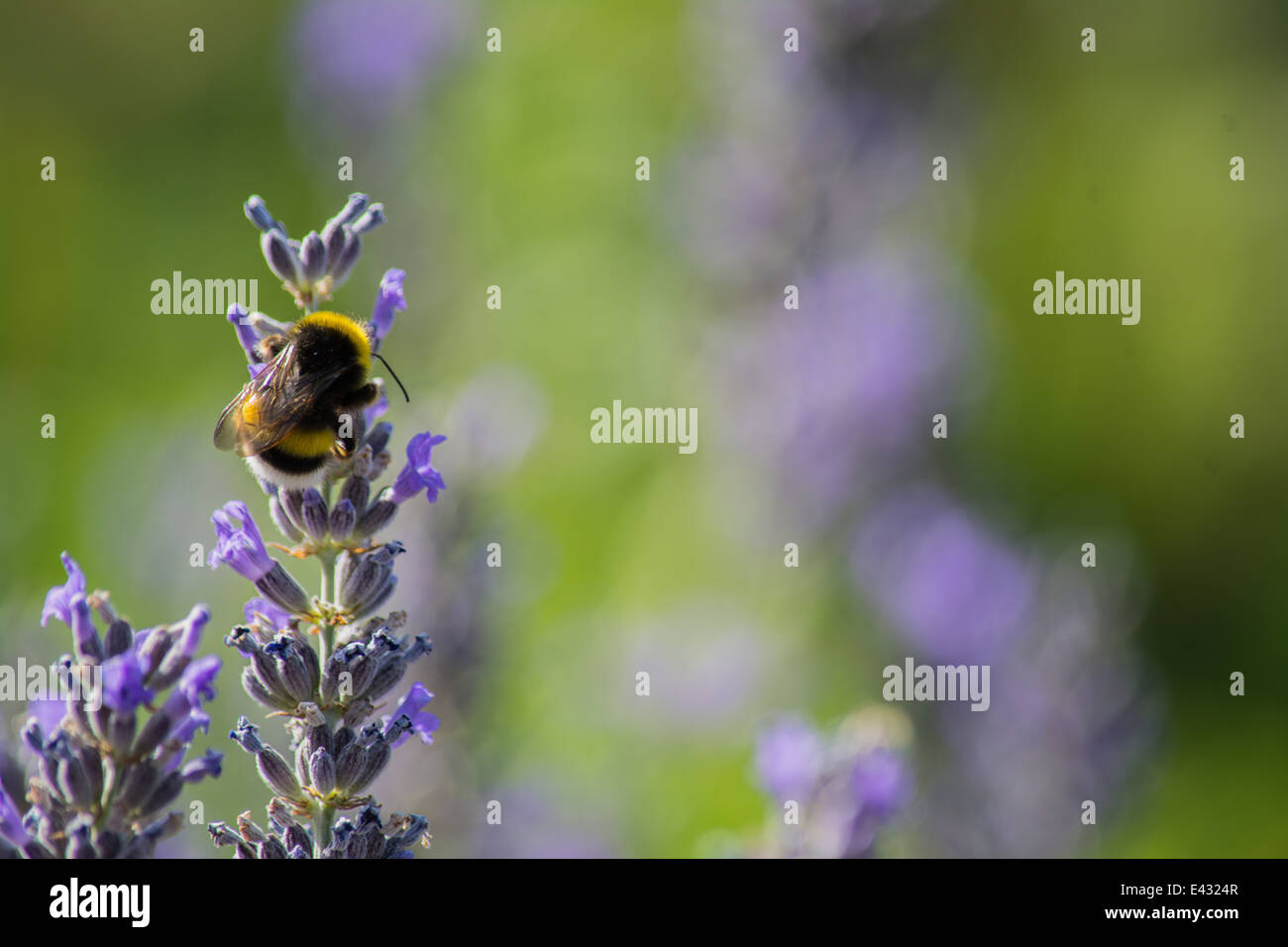 In prossimità di una alimentazione delle api su un fiore Foto Stock