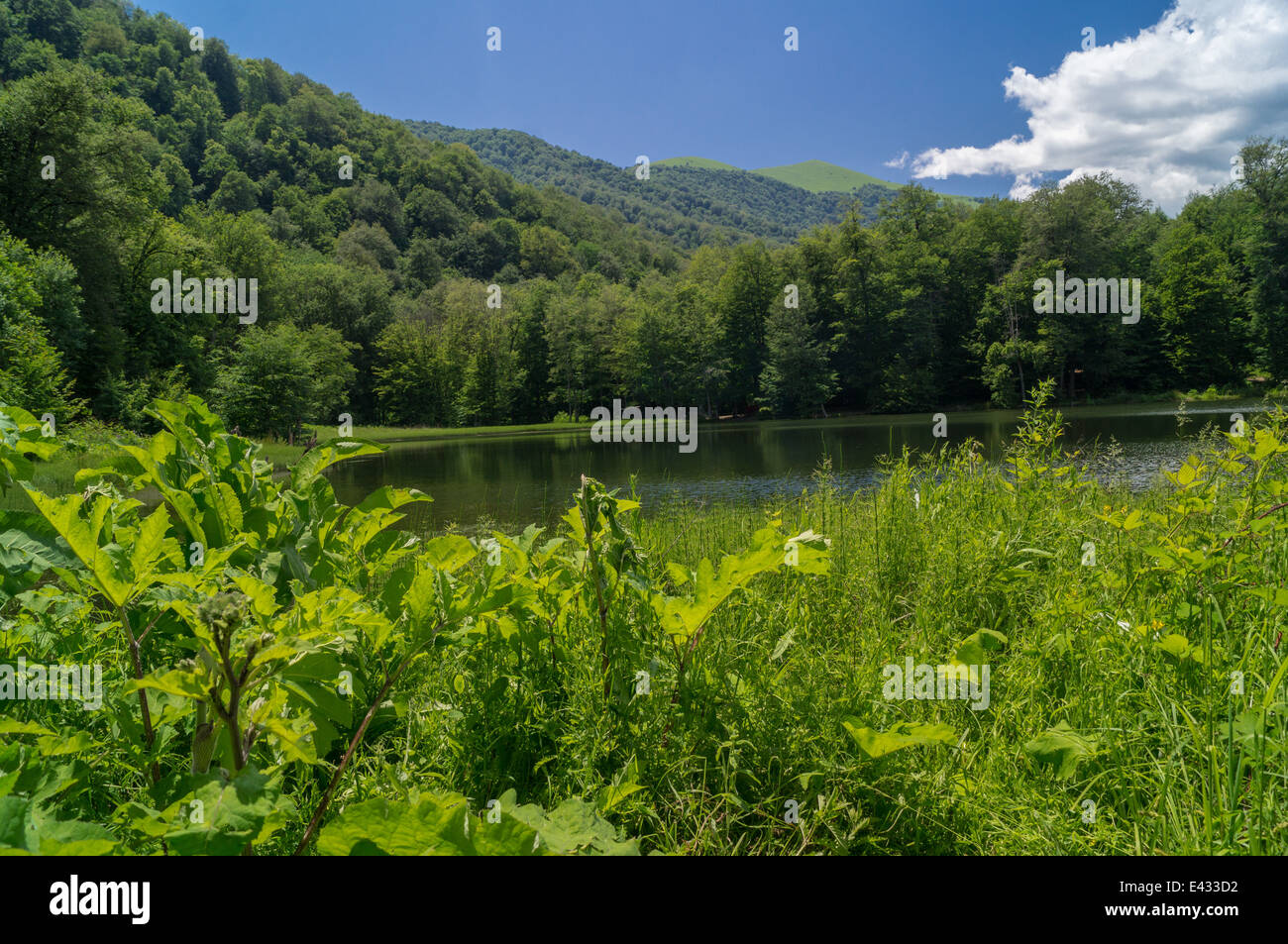 Vista nella foresta paesaggio del lago nel giorno di estate Foto Stock