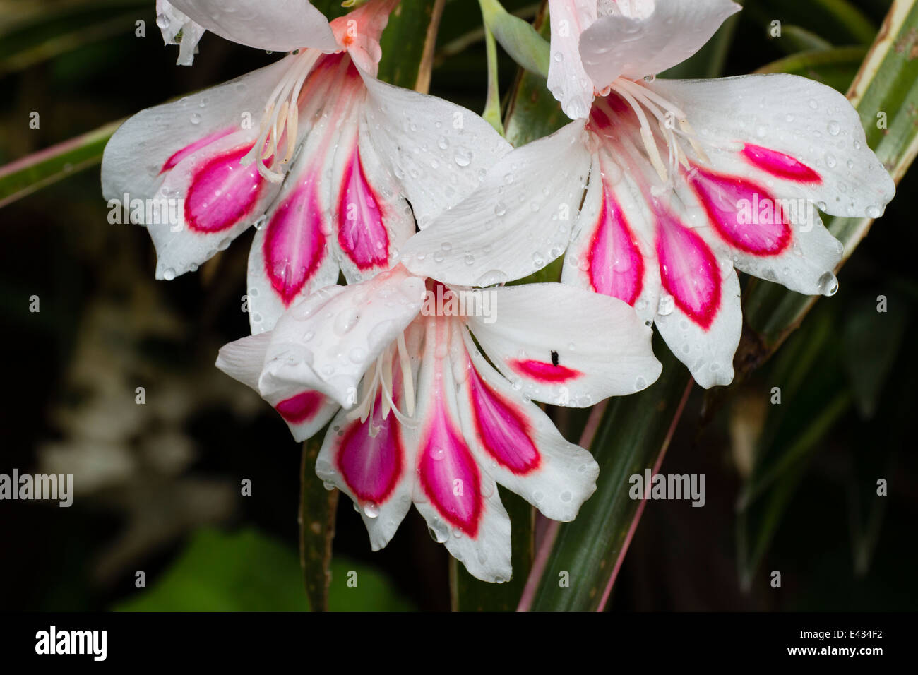 Close up di pioggia bagna dei fiori di hardy gladiolus, Gladiolus nanus 'Prins Claus' Foto Stock