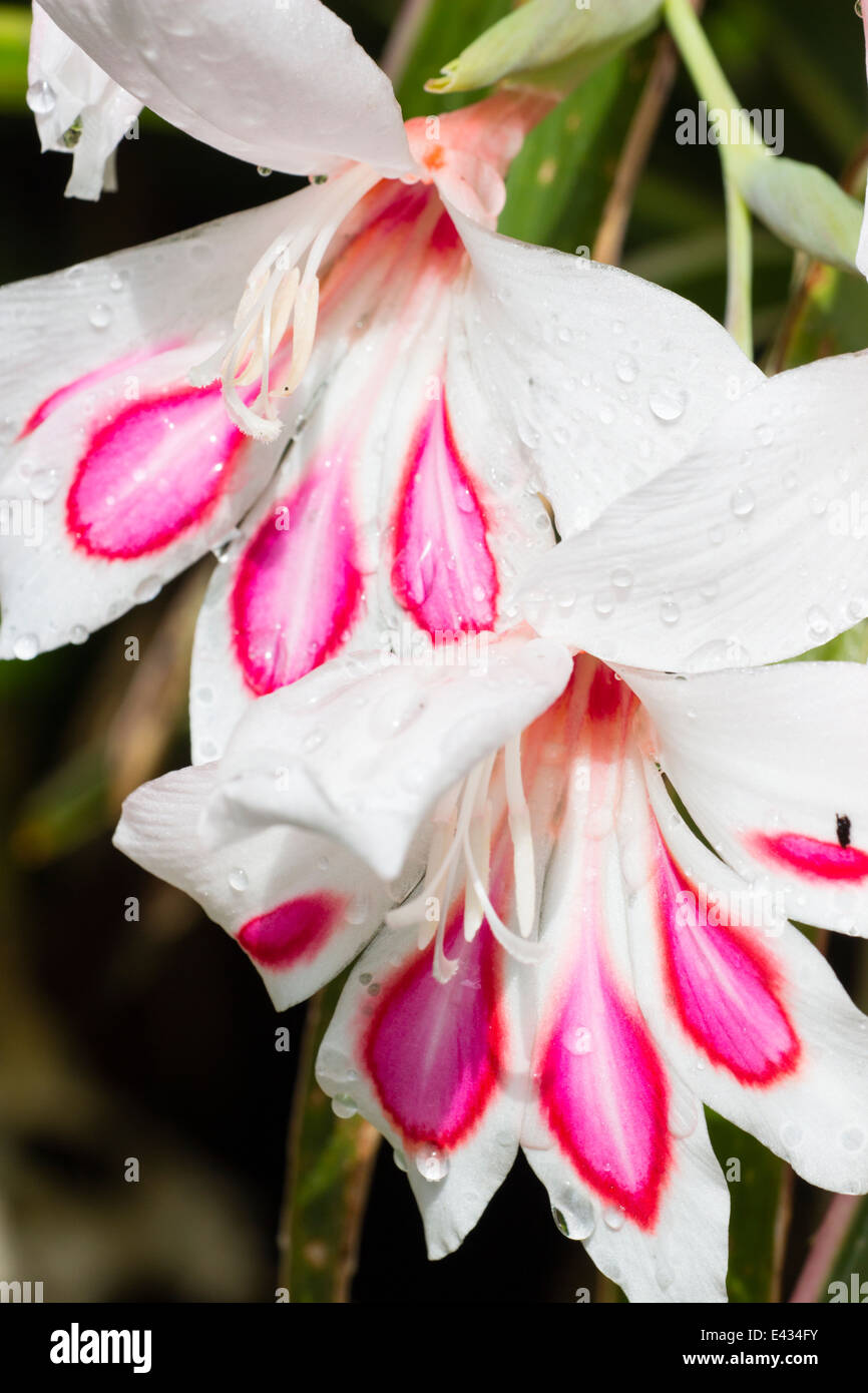 Close up di pioggia bagna dei fiori di hardy gladiolus, Gladiolus nanus 'Prins Claus' Foto Stock