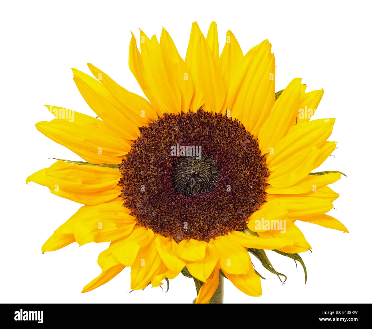 Bel colore giallo girasole, isolati su sfondo bianco Foto Stock