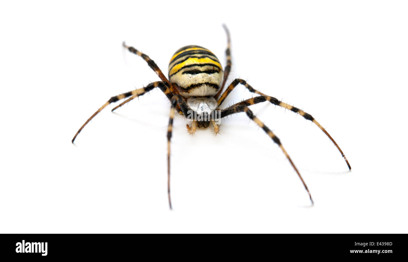 Un ragno isolato su bianco Foto Stock