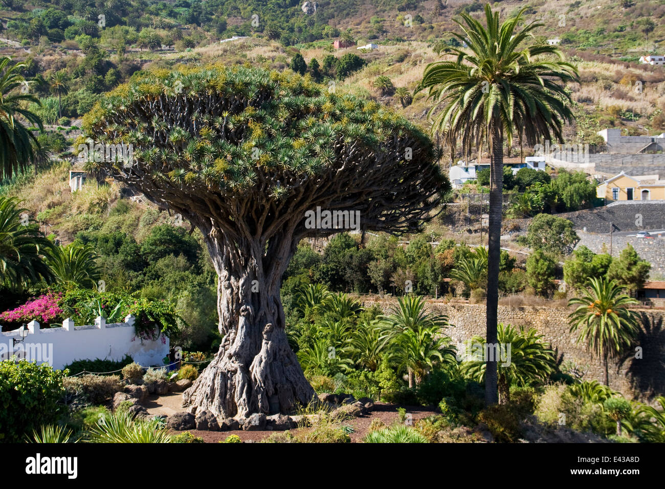 Drago Millenario Tree (Drago Milenario) di Icod de los Vinos, la più grande e la più antica Dracaena draco nel mondo. Foto Stock