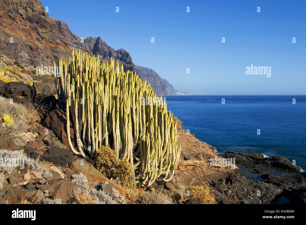 Isola delle Canarie (Euforbia Euphorbia canariensis), una pianta che cresce in modo nativo in zone aride e ambiente umido delle isole Canarie. Foto Stock