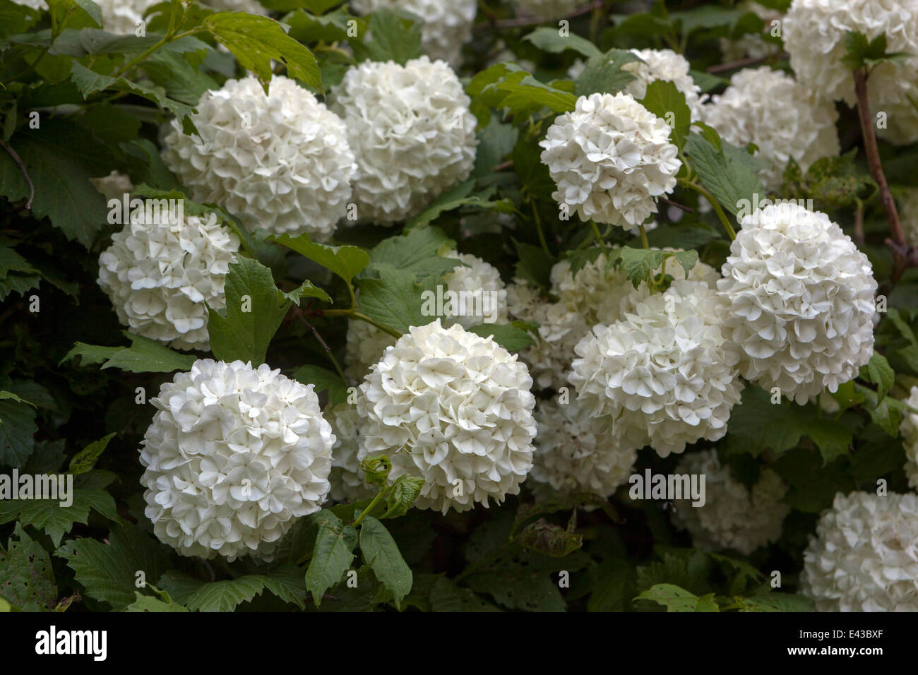 Snowball europea Bush Viburnum opulus 'Roseum' fiori bianchi Foto Stock