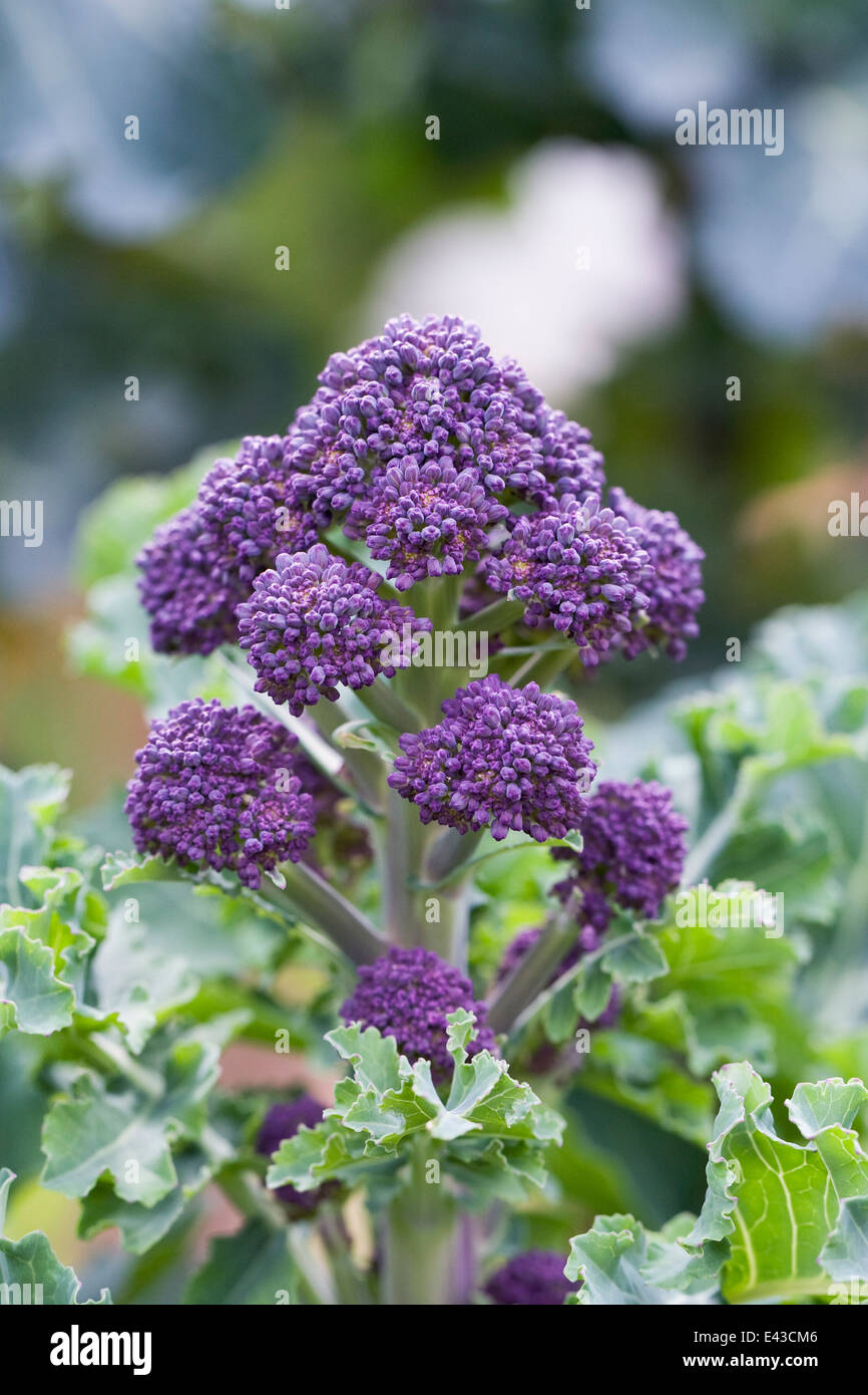 Brassica oleraceae. Viola broccoletti in orto. Foto Stock