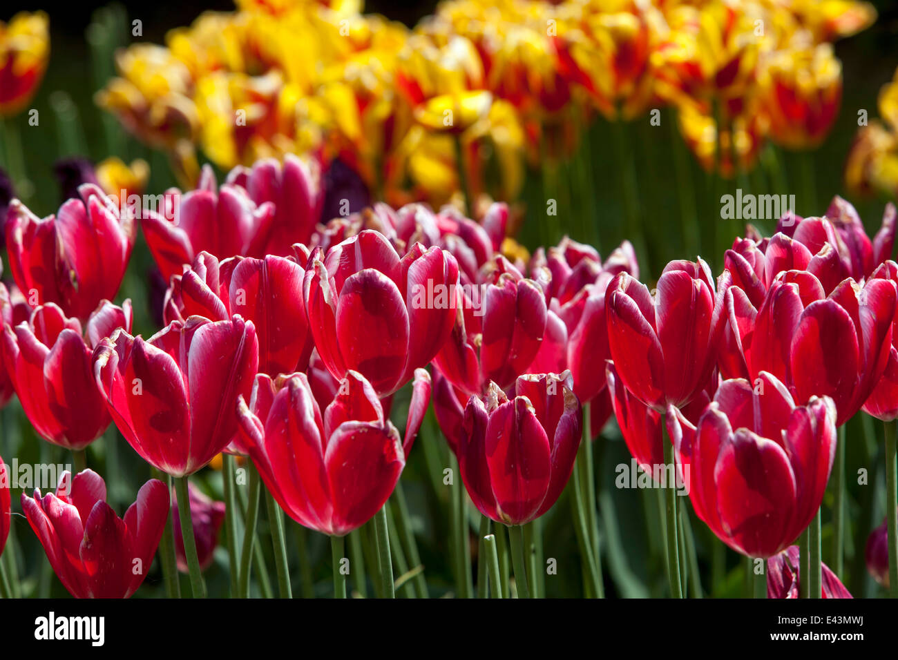 Tulipani da giardino primaverile, tulipani rossi da giardino fiorito letto Foto Stock