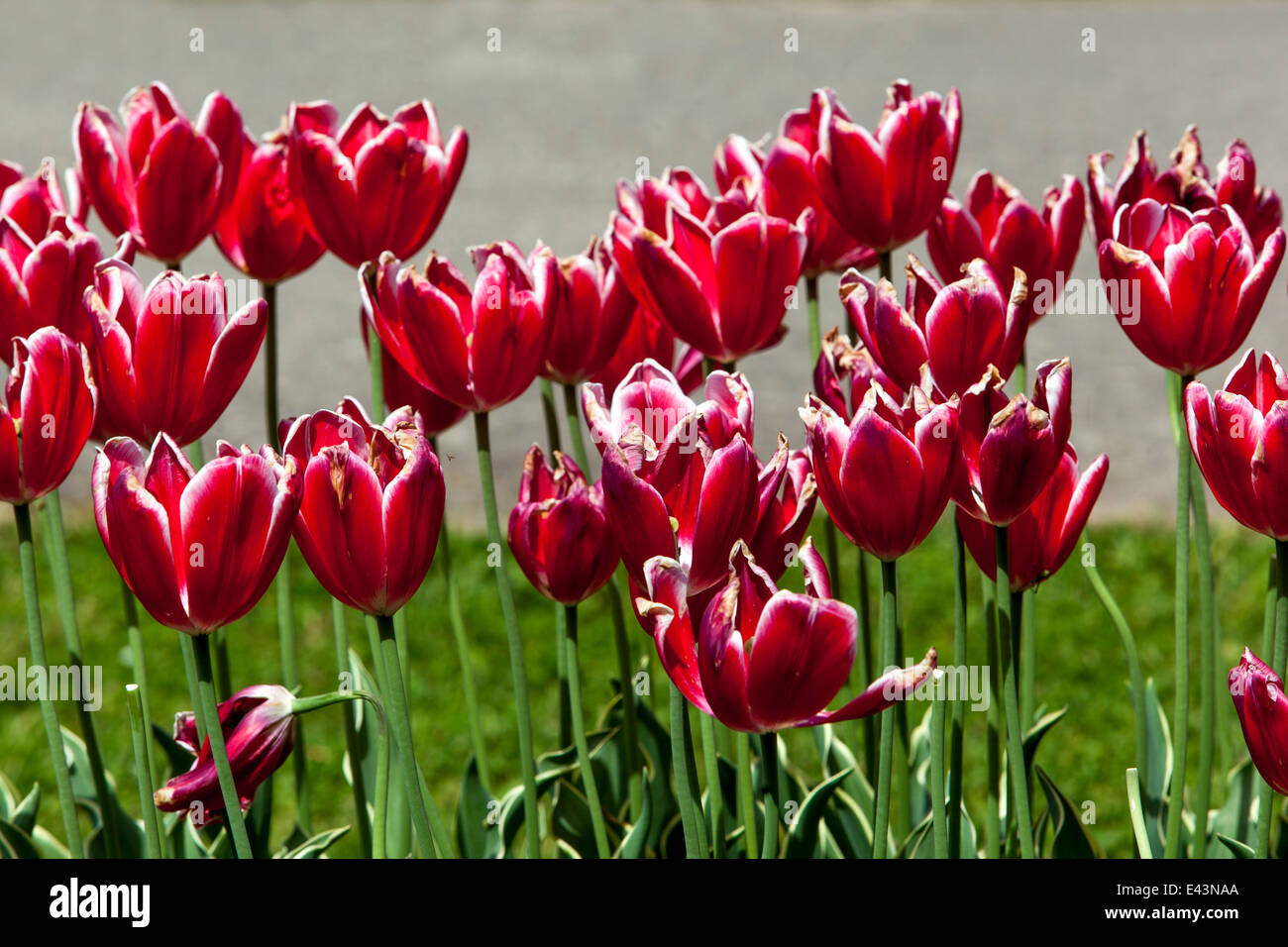 Fioritura tulipani giardino, Tulipa, rosso tulipani garden Foto Stock