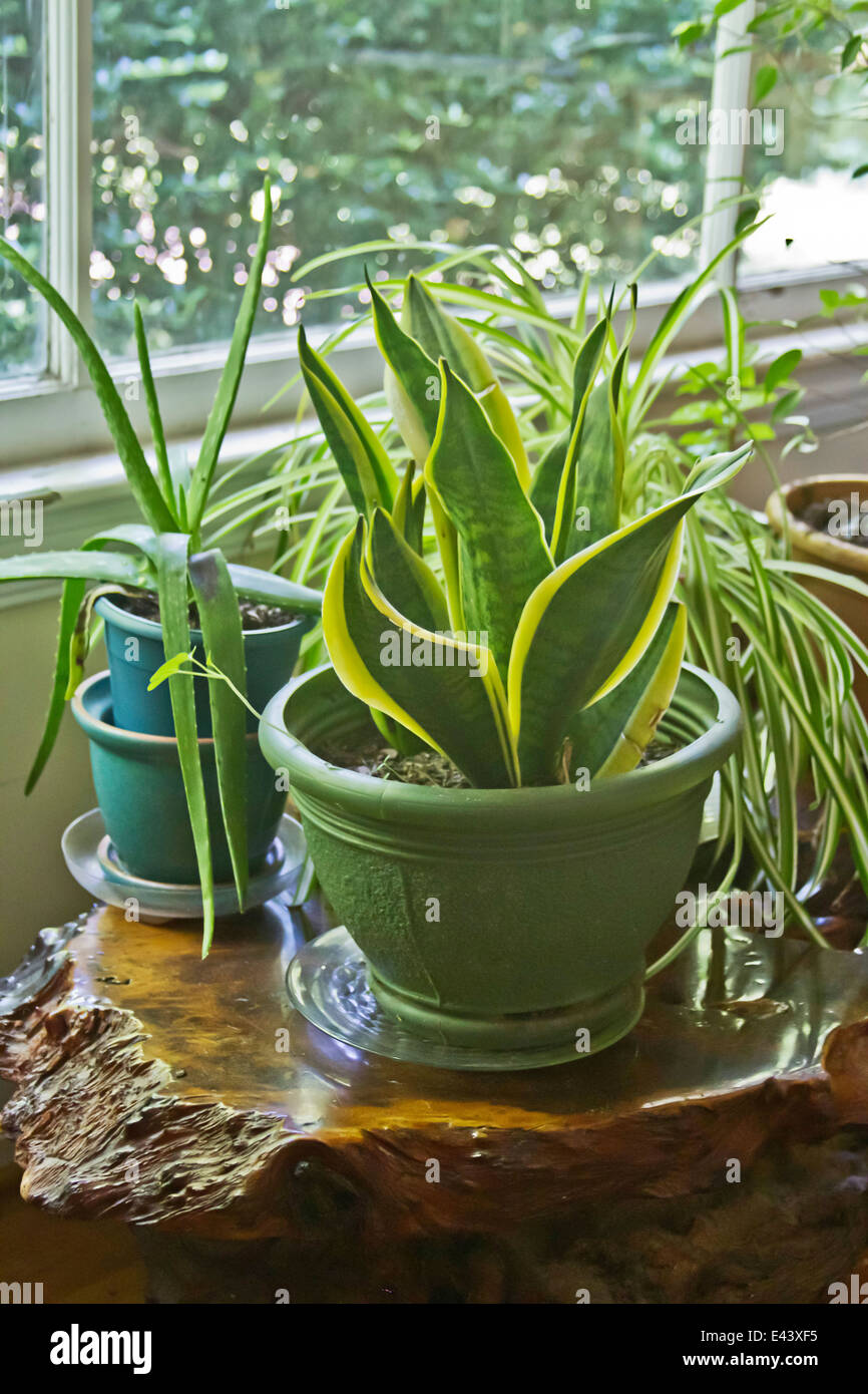 Casa piante crescono selvaggia dentro una casa su una tabella di Redwood da una finestra piena di sole Foto Stock