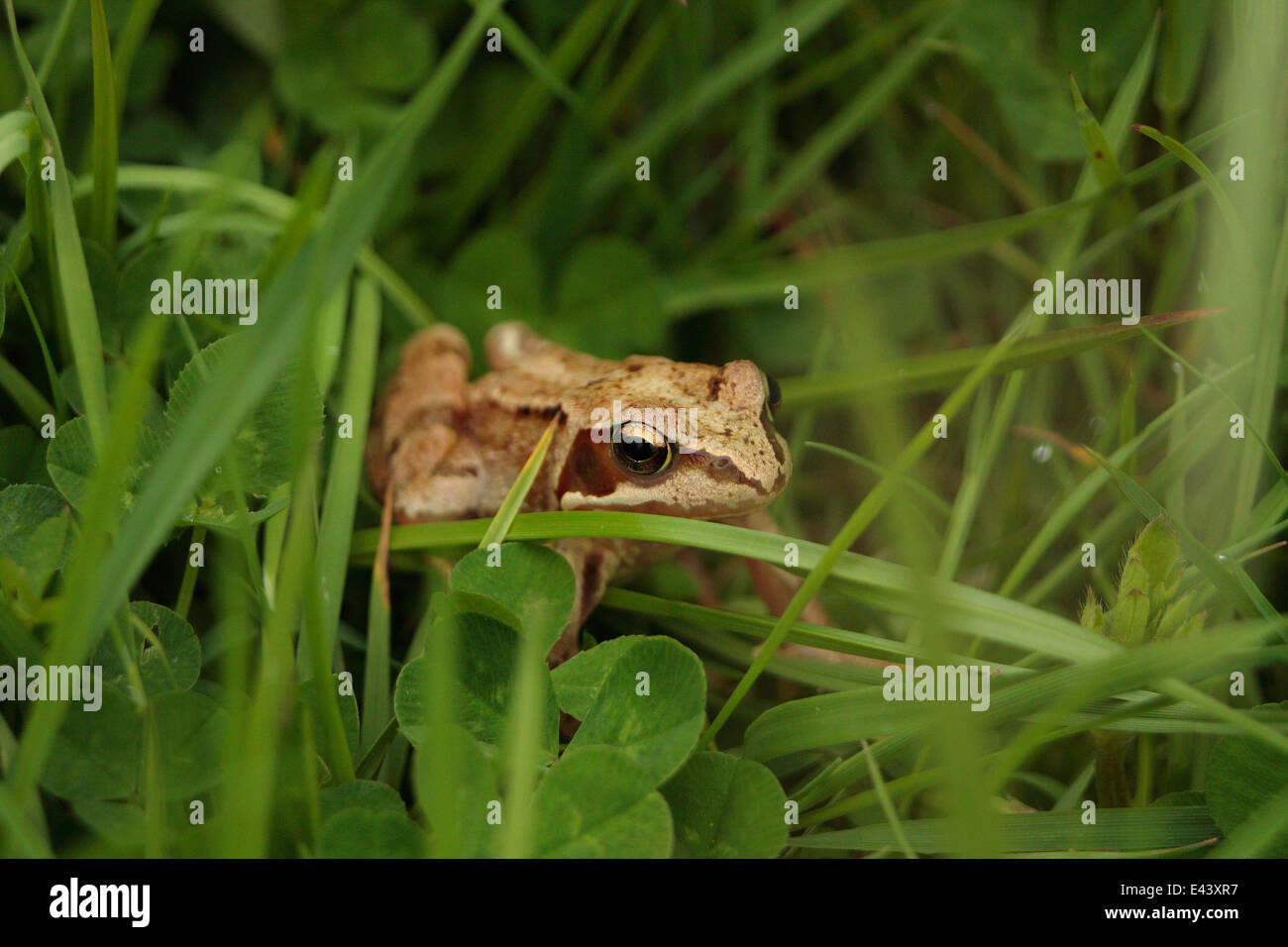 Rana comune nei pascoli umidi rana temporaria anfibi irlandese EUROPEO DEL REGNO UNITO terreni erbosi importante habitat Pupil Eye iris col Foto Stock