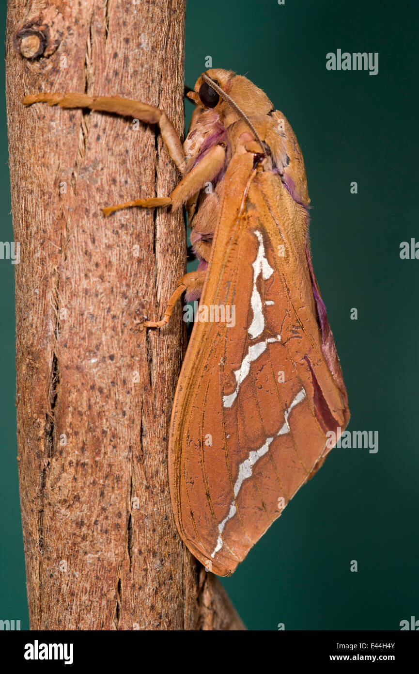 Abantiades hyalinatus, un australiano tarma della famiglia Hepialidae Foto Stock