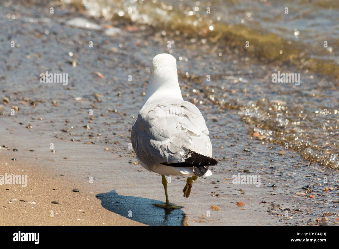 Seagull a piedi dalla fotocamera con una gamba in alto Foto Stock