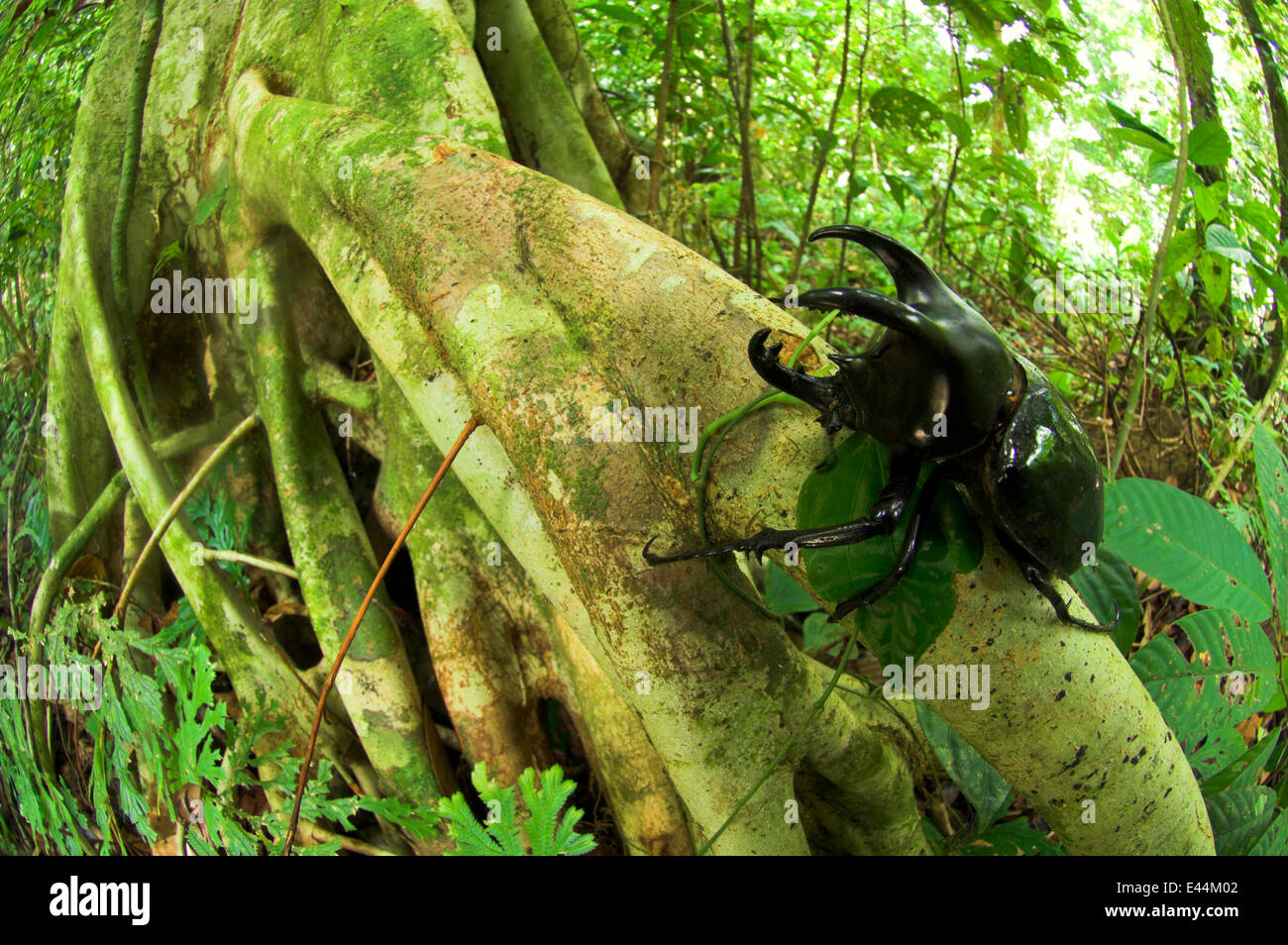 Tre maschi-cornuto scarabeo rinoceronte {Chalcosoma mollenkampi} sul contrafforte root, pianura foresta pluviale, Danum Valley, Sabah Borneo. Foto Stock