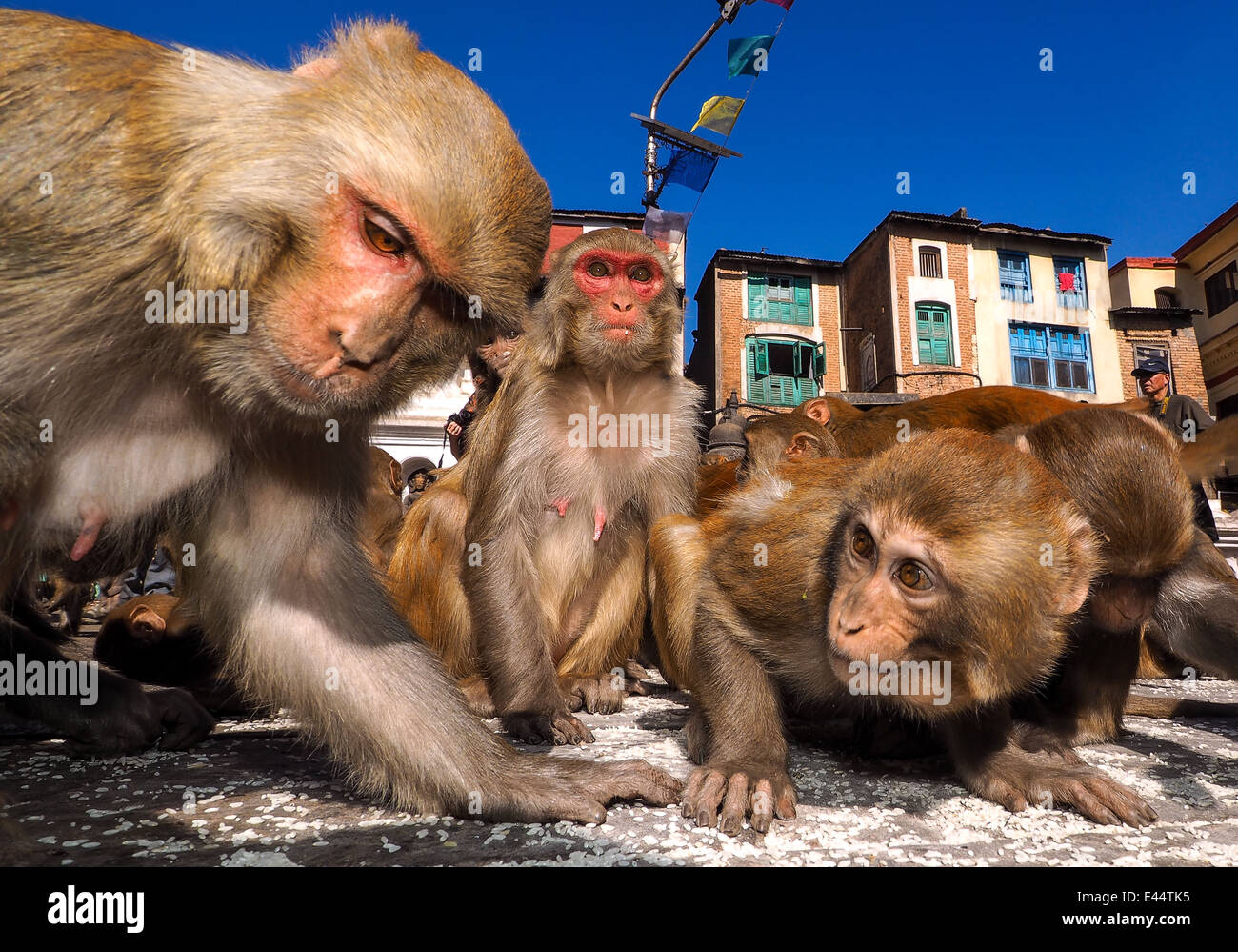 Macaco Rhesus (macaca mulatta), chiamato anche Nazuri scimmia. Swayambunath, Kathmandu, Nepal Foto Stock