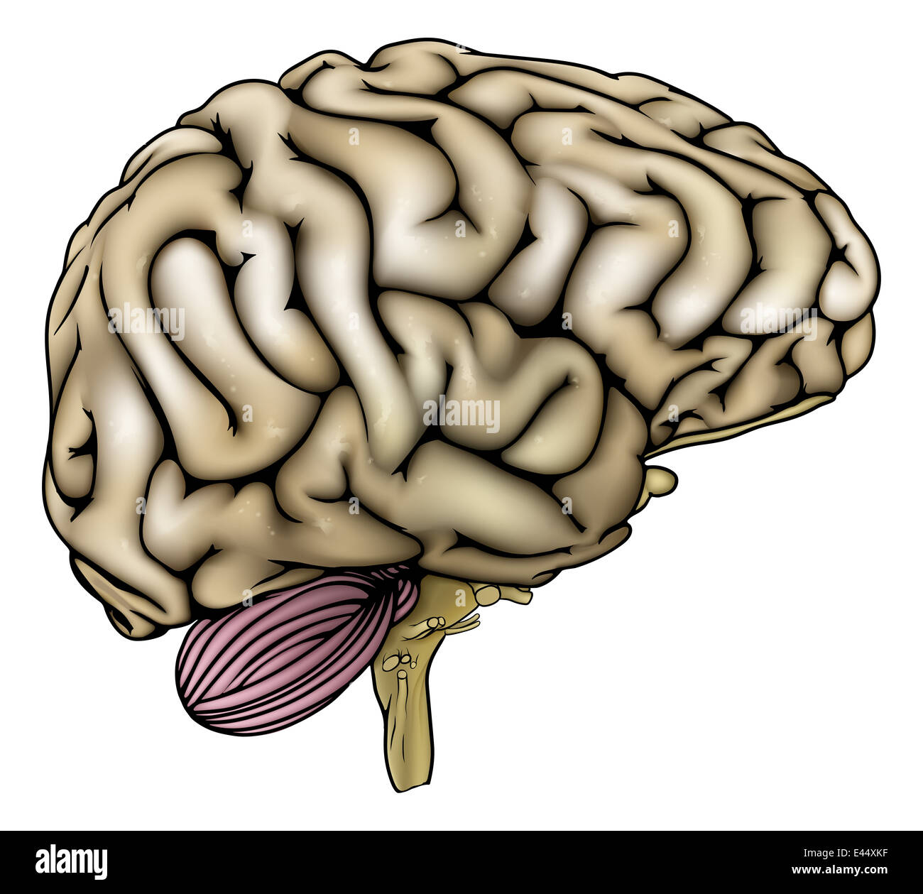 Illustrazione di una anatomicamente corretta cervello umano Foto Stock