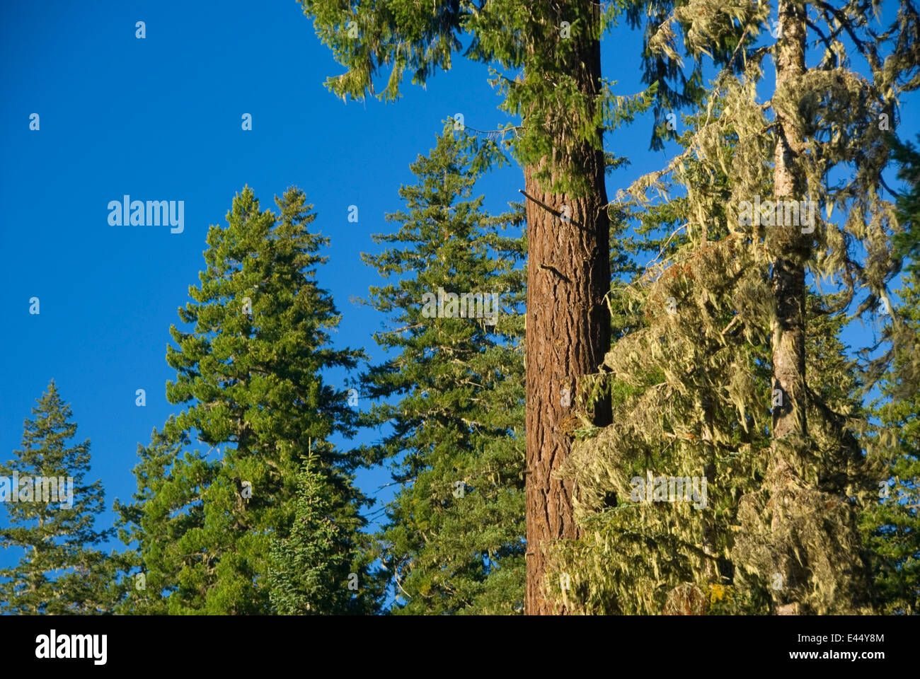 Douglas firs, West Cascades Scenic Byway, Willamette National Forest, Oregon Foto Stock
