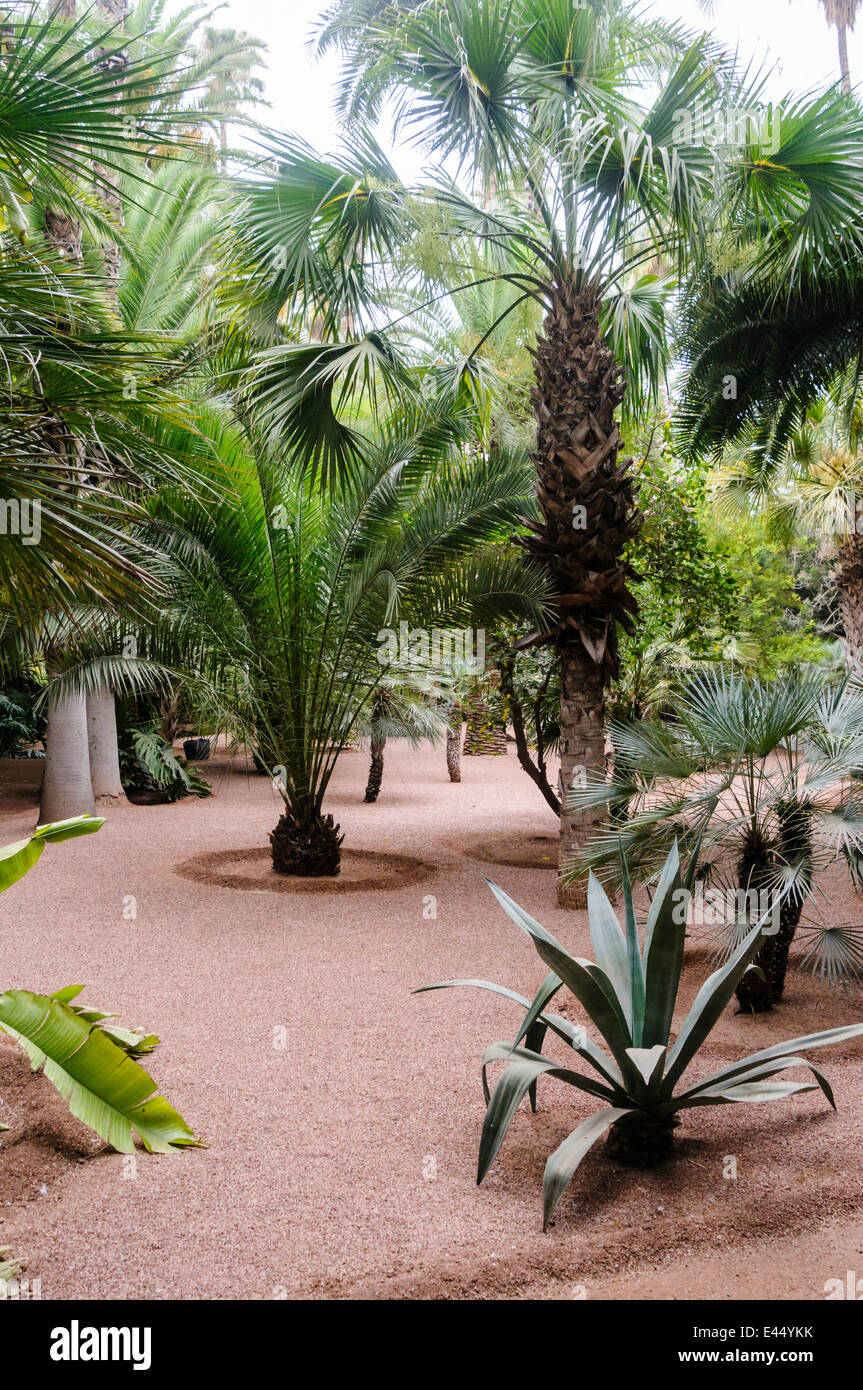 Les Jardins Majorelle, un memoriale per Yves Saint Laurent, Marrakech, Marocco Foto Stock