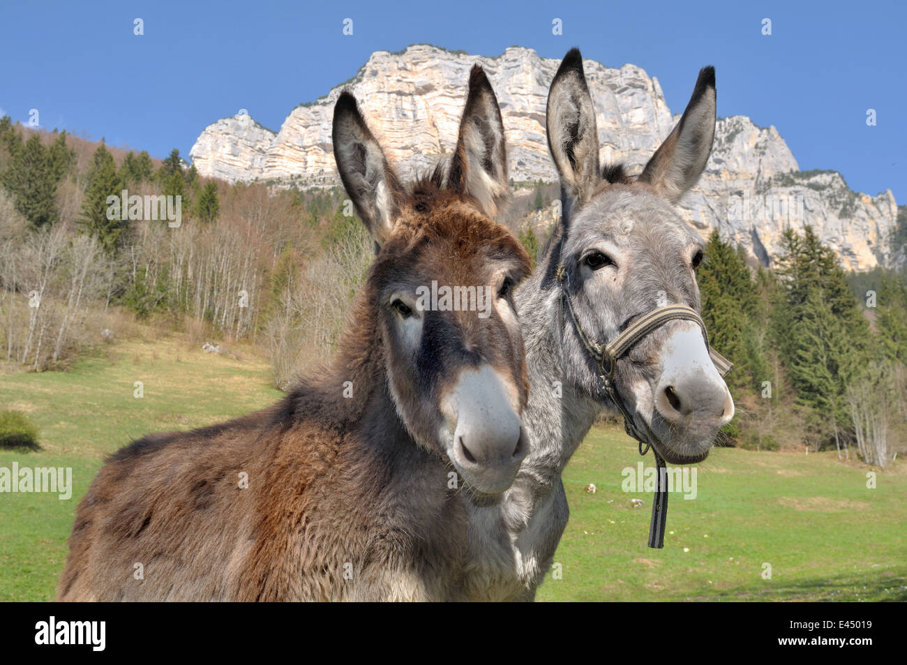 Ritratto di due belle e divertenti asini in montagna Foto Stock