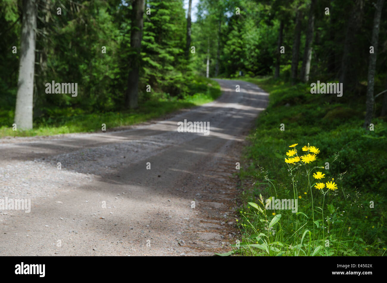 Il Giallo Dei Fiori Sul Ciglio Della Strada In Estate In Una Foresta Verde Foto Stock Alamy