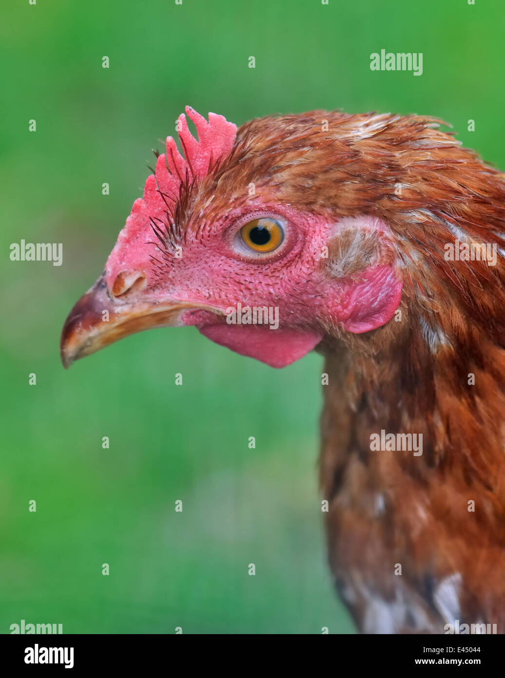 Close up su una gallina al profilo del Becco Affilato Foto Stock