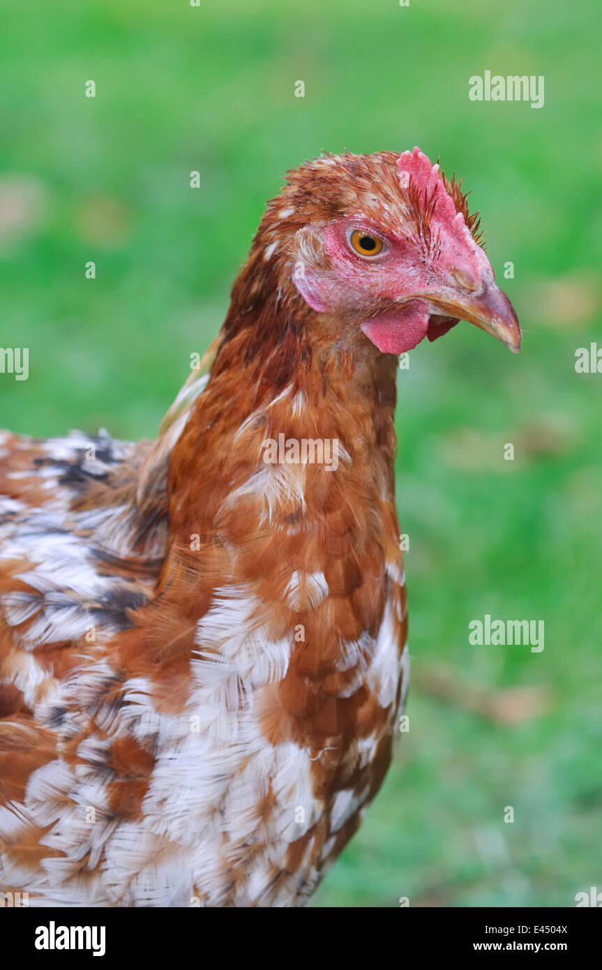 Chiudere fino a un profilo gallina con il Becco Affilato Foto Stock