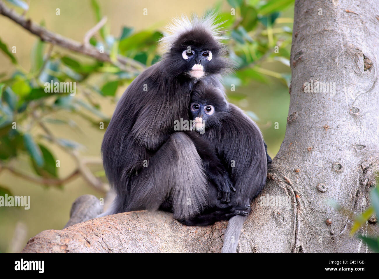 Dusky foglie scimmie o Spectacled Langurs (Trachypithecus obscurus), femmina con i giovani su un albero, nativo di Asia, Singapore Foto Stock