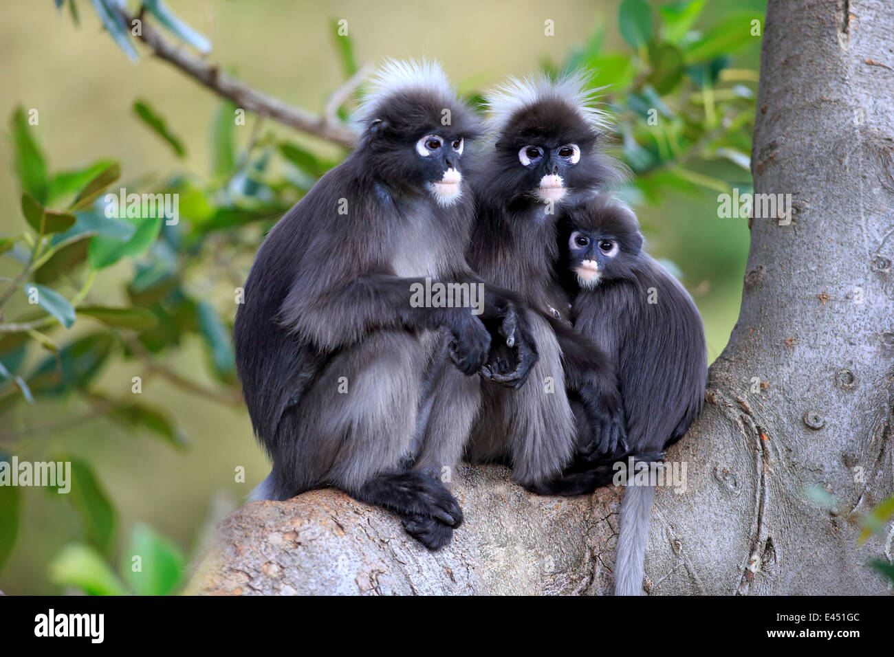 Dusky foglie scimmie o Spectacled Langurs (Trachypithecus obscurus), scimmia famiglia su di un albero, nativo di Asia, Singapore Foto Stock