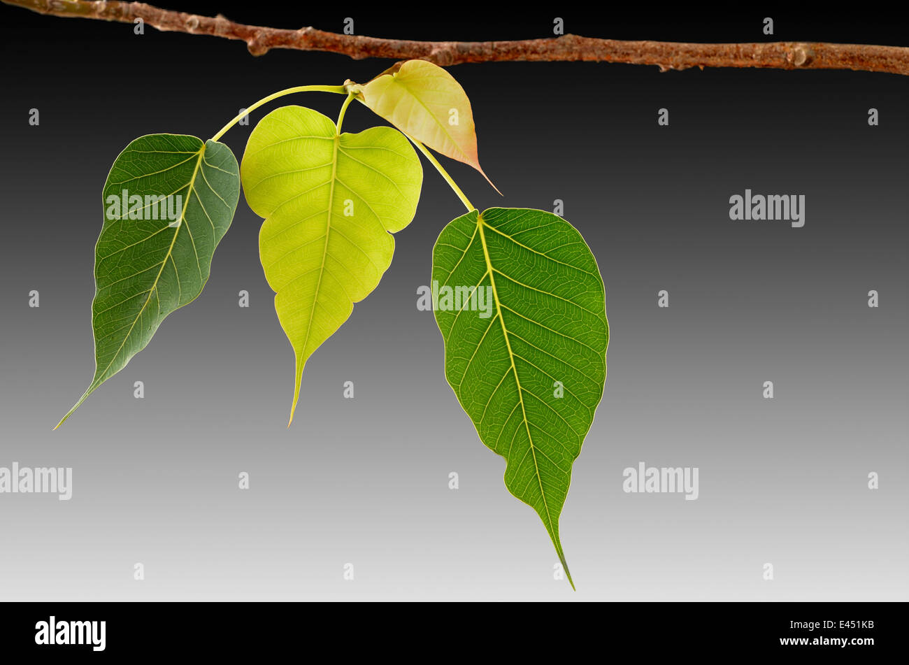 Quattro Bodhi foglie sul ramo closeup Foto Stock