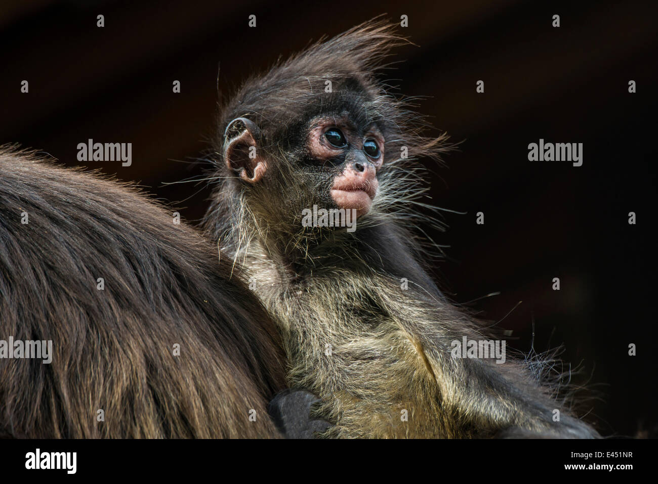 Geoffroy's Spider Monkey (Ateles geoffroyi), giovane, captive, Provincia del Capo Occidentale, Sud Africa Foto Stock