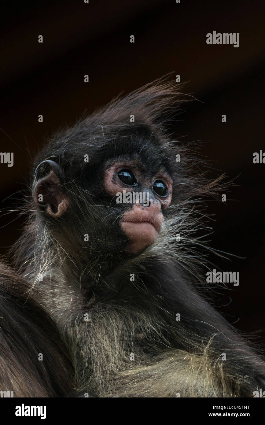 Geoffroy's Spider Monkey (Ateles geoffroyi), giovane, captive, Provincia del Capo Occidentale, Sud Africa Foto Stock