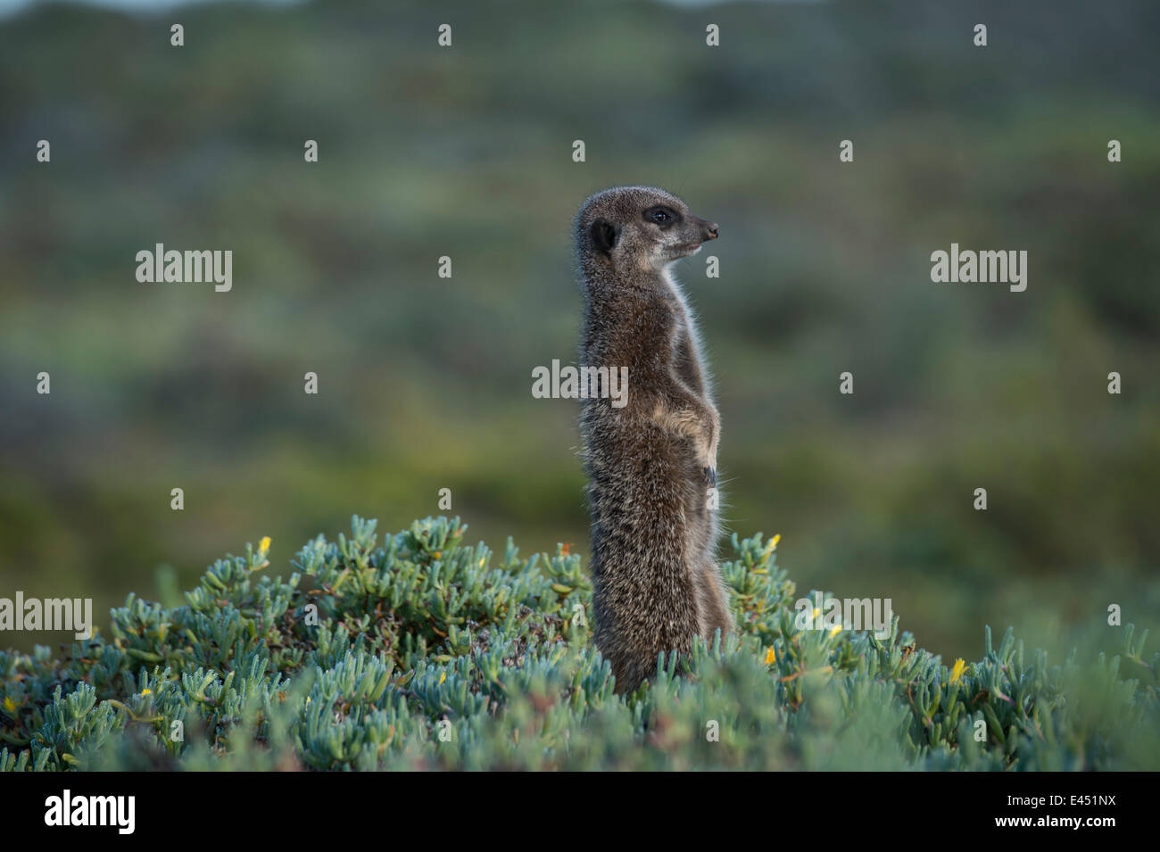 Meerkat (Suricata suricatta), piccolo Karoo, Provincia del Capo Occidentale, Sud Africa Foto Stock