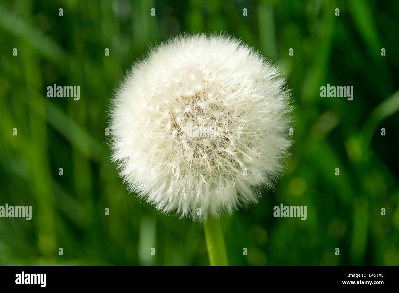 Blowball, Tarassaco seme head (Taraxacum sez. Ruderalia), Germania Foto Stock