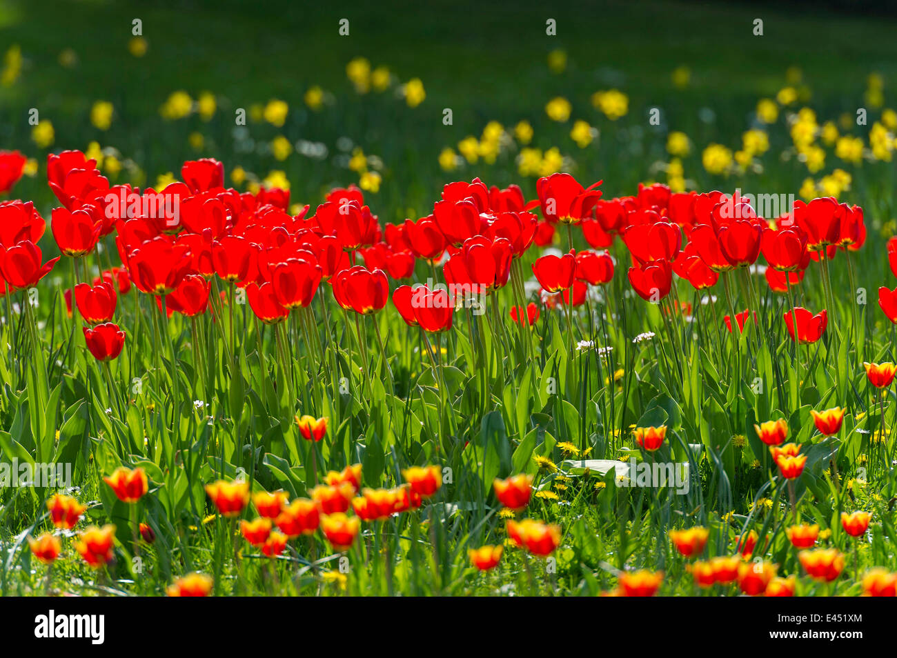 Tulipani rossi (Tulipa) su un prato di fiori, Hesse, Germania Foto Stock
