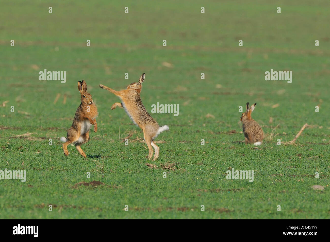 Due comunità lepre (Lepus europaeus) combattere su un campo, un terzo uno accanto ad esso Foto Stock