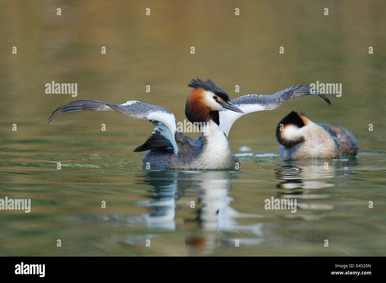 Svasso maggiore (Podiceps cristatus), agitando le sue ali, il Lago di Lucerna, il cantone di Lucerna, Svizzera Foto Stock