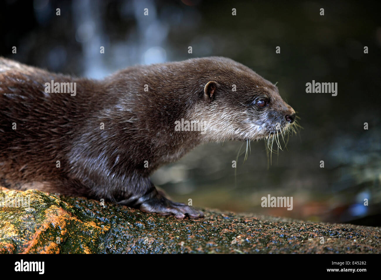 Oriental piccoli artigli Lontra (Amblonyx cinerea), Adulto, nativo di Asia, captive, Australia Foto Stock