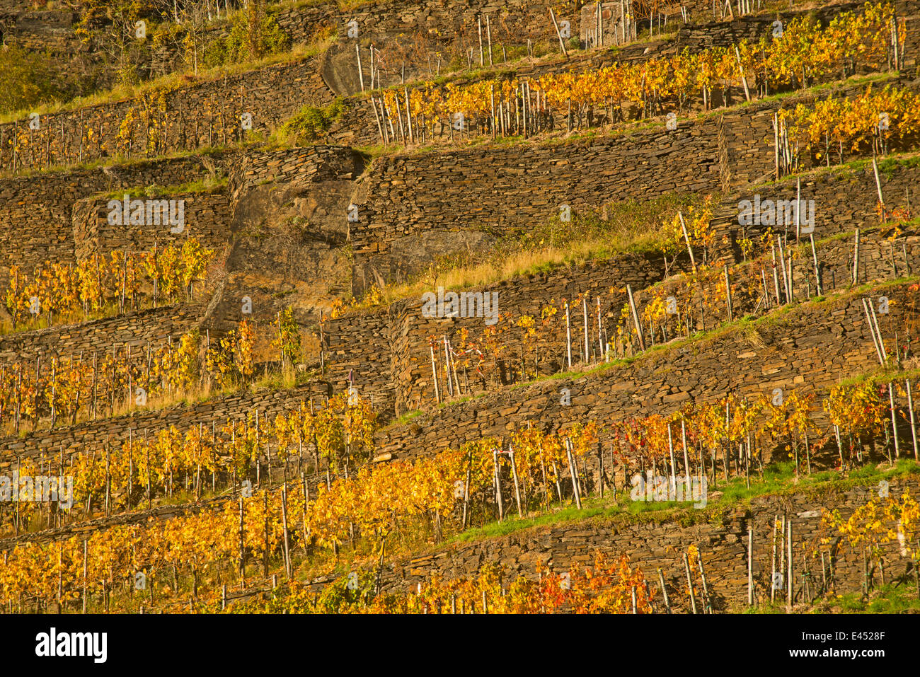 Vigneto in autunno, rosso regione viticola del Pinot Nero e il portoghese le varietà di uva, Valle dell'Ahr, Eifel Foto Stock