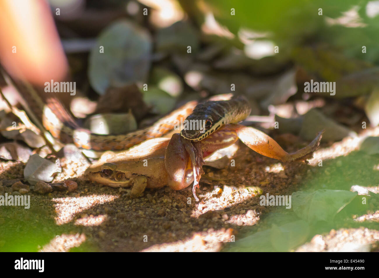 Piccolo serpente di sabbia la cattura e mangiare una rana Foto Stock