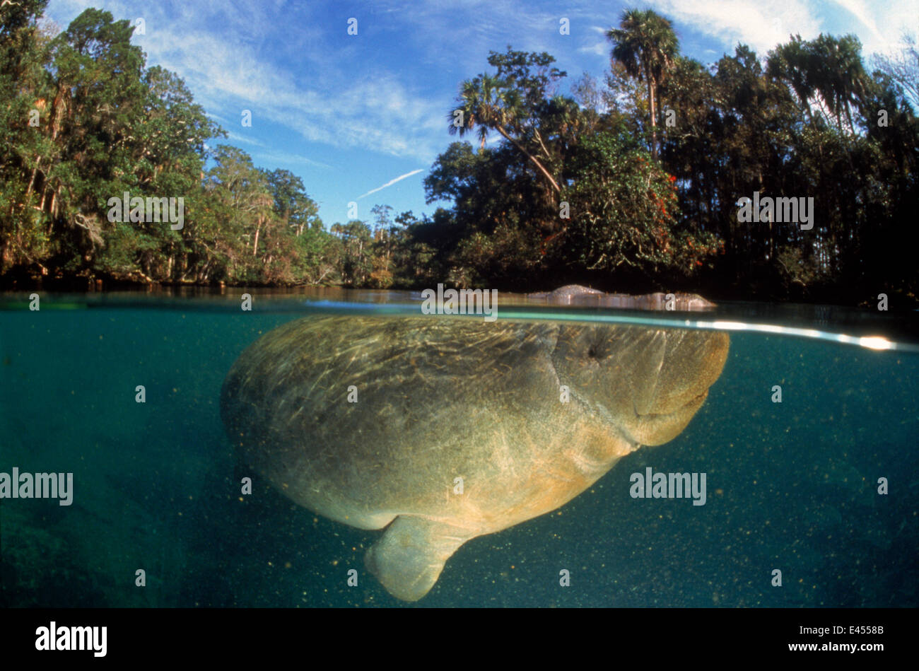 West Indian lamantino (Trichechus manatus), rilasciato dopo essere stato colpito da power boat. Florida, Stati Uniti d'America Foto Stock