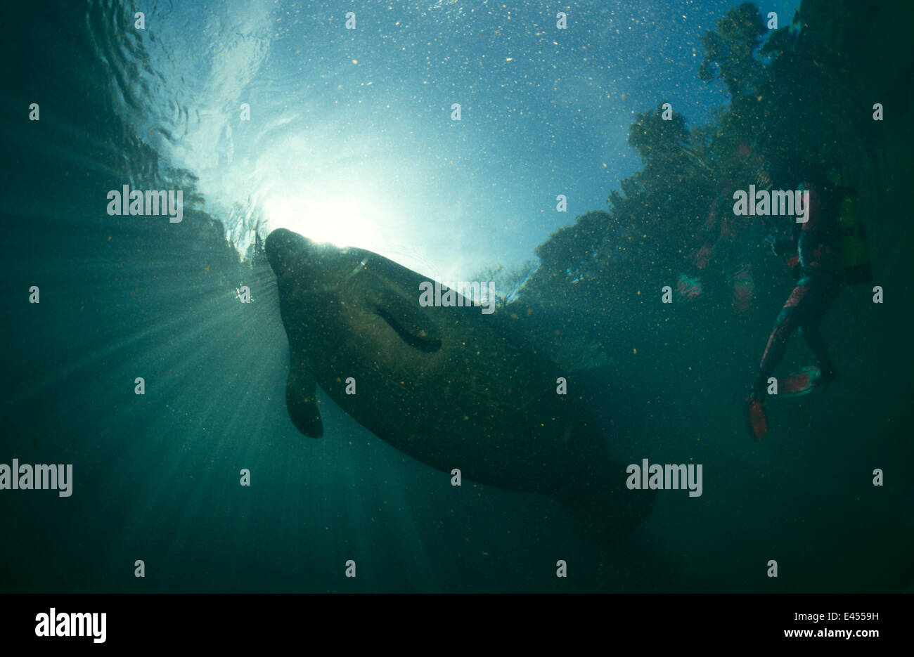 West Indian lamantino (Trichecus manatus) con i sub in immersione, Homosassa springs, in Florida, Stati Uniti d'America Foto Stock