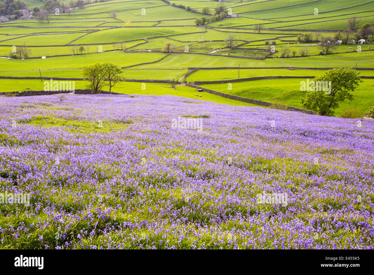 Bluebells crescendo su una collina calcarea in Yorkshire Dales National Park, Regno Unito. Foto Stock