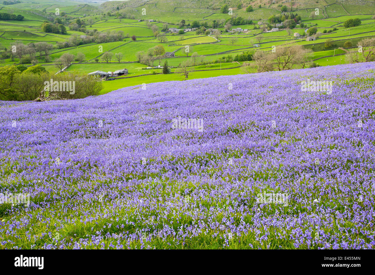 Bluebells crescendo su una collina calcarea in Yorkshire Dales National Park, Regno Unito. Foto Stock