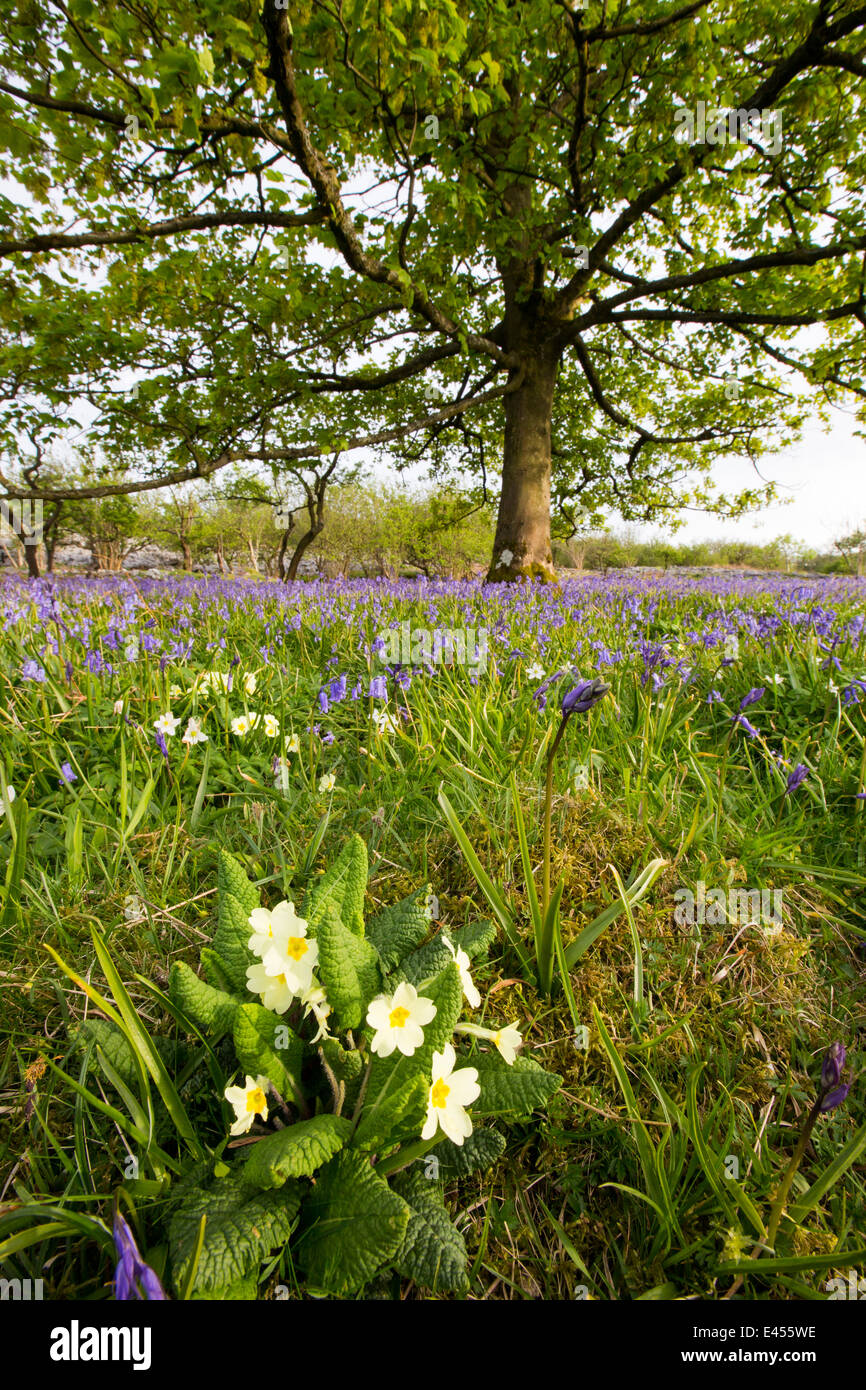 Bluebellsm primule e anemoni di legno che cresce su una collina calcarea in Yorkshire Dales National Park, Regno Unito. Foto Stock