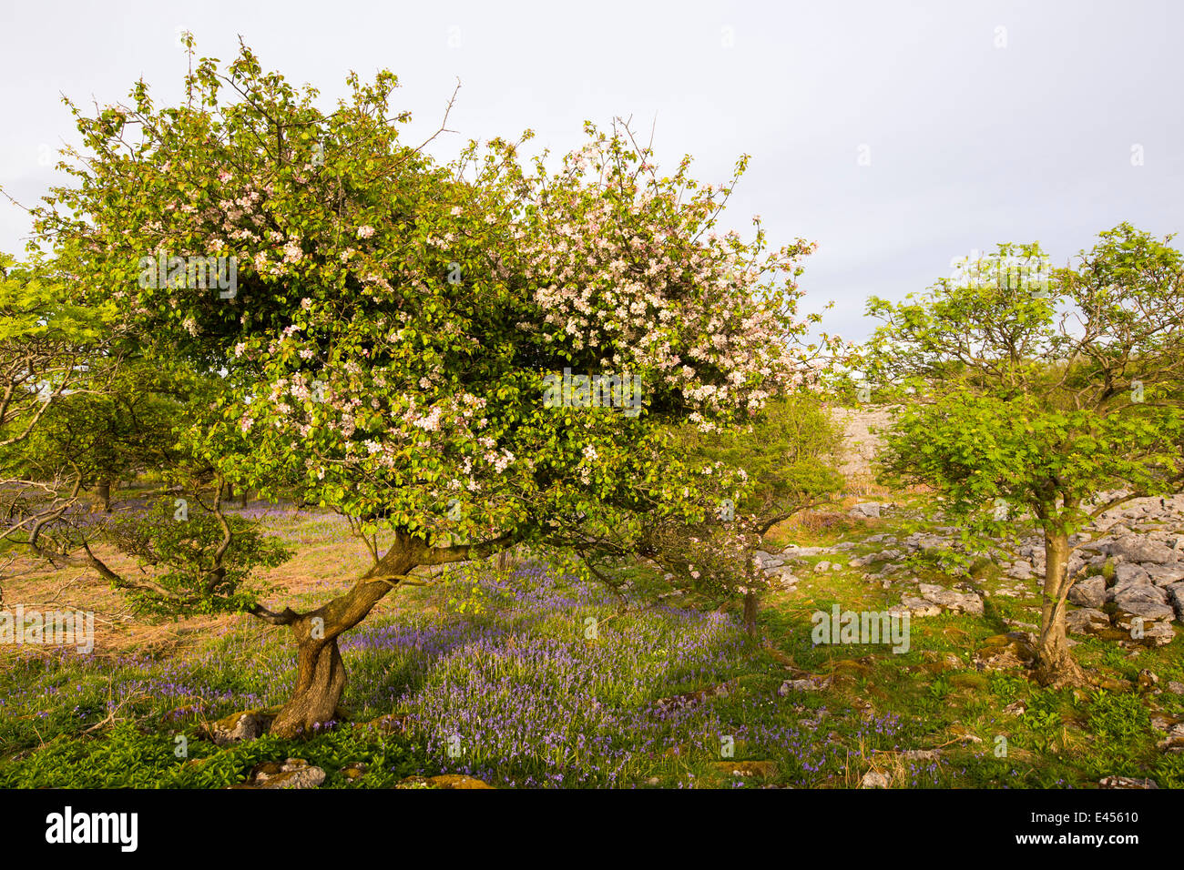 Bluebells e un Crab Apple albero che cresce su una collina calcarea in Yorkshire Dales National Park, Regno Unito. Foto Stock